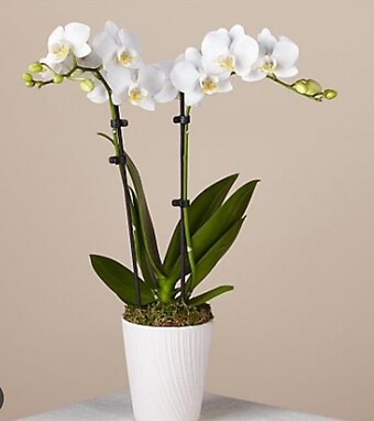 Phalaenopsis Orchid